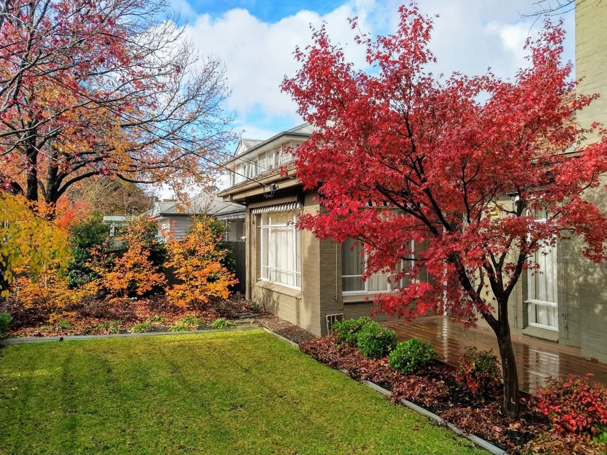 Beautiful autumn garden with golden foliage maintained by ABS Horticulture