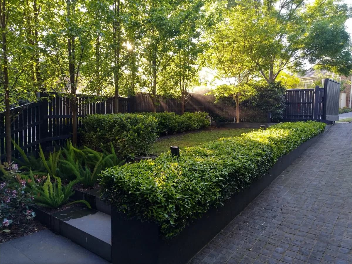 Golden hour light across a beautifully maintained Melbourne garden