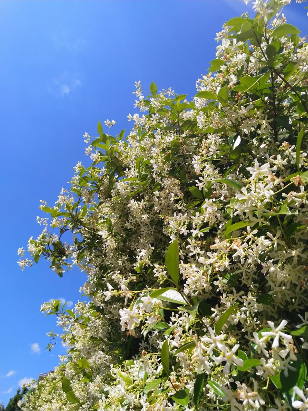 Star jasmine in bloom in a Melbourne garden maintained by ABS Horticulture