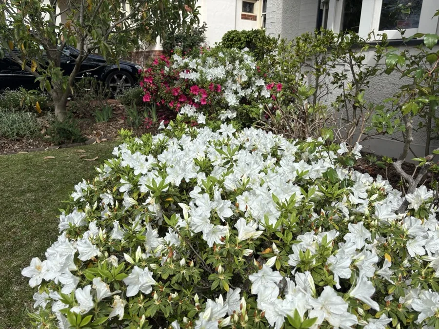 Beautifully maintained garden beds with fresh mulch and crisp edges