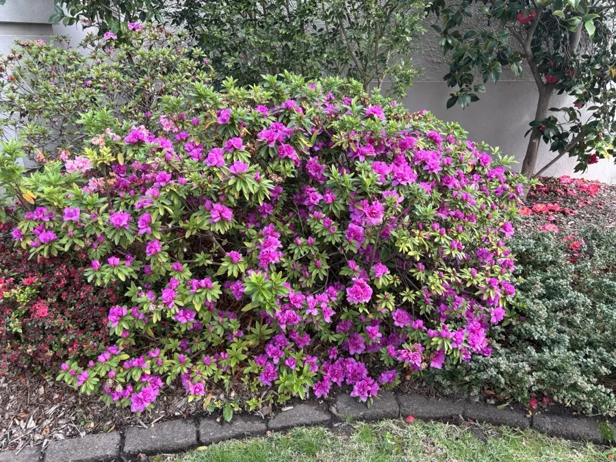 Mature garden with layered planting showing the results of long-term horticultural planning
